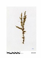藏品(長尖明葉苔)的圖片
